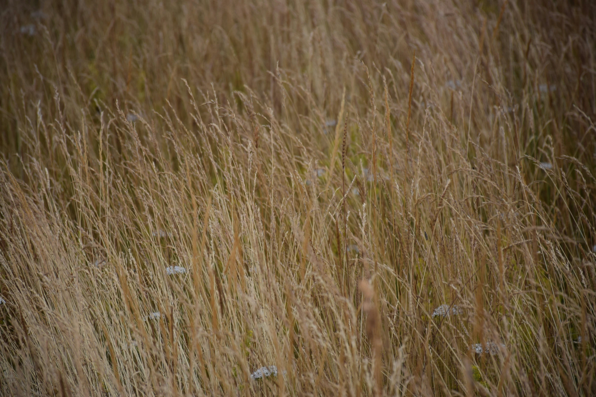 a grass field with weeds and other wildflowers