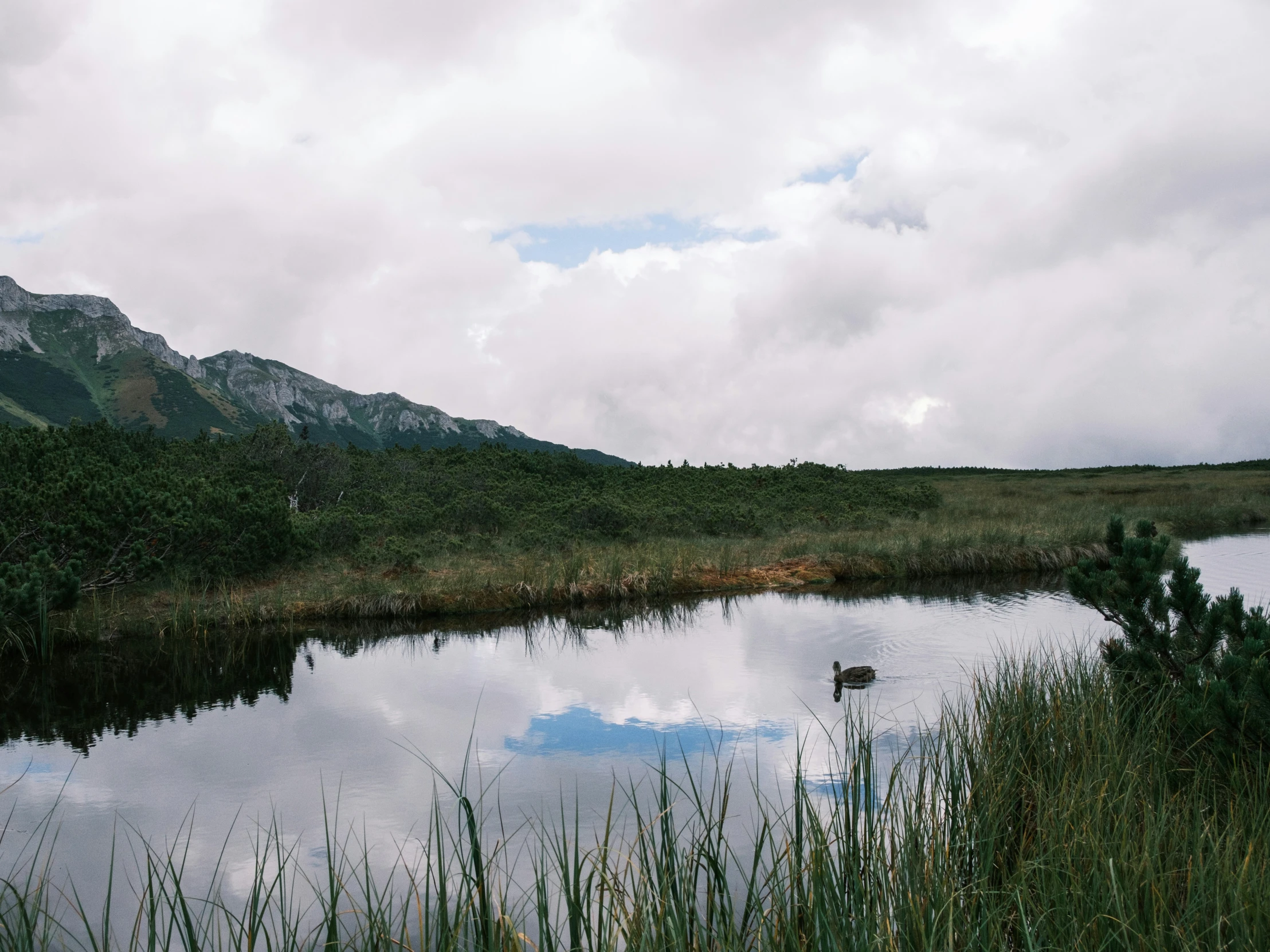 there is a pond with a small house in it