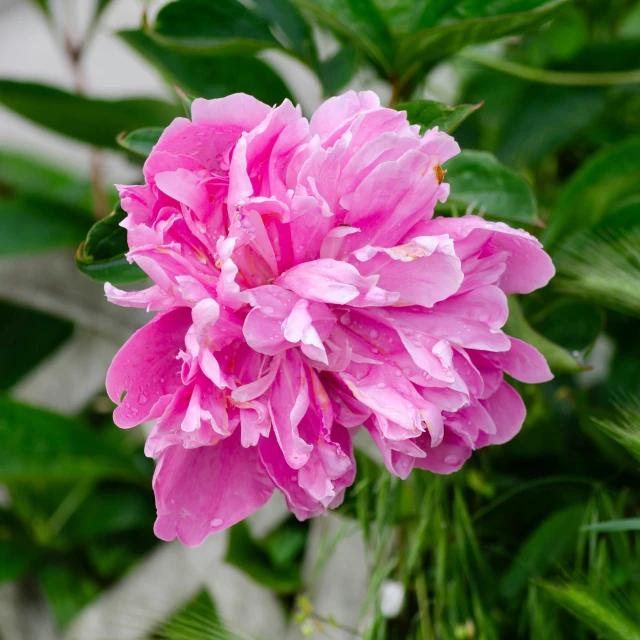 a close up image of a pink peony flowers