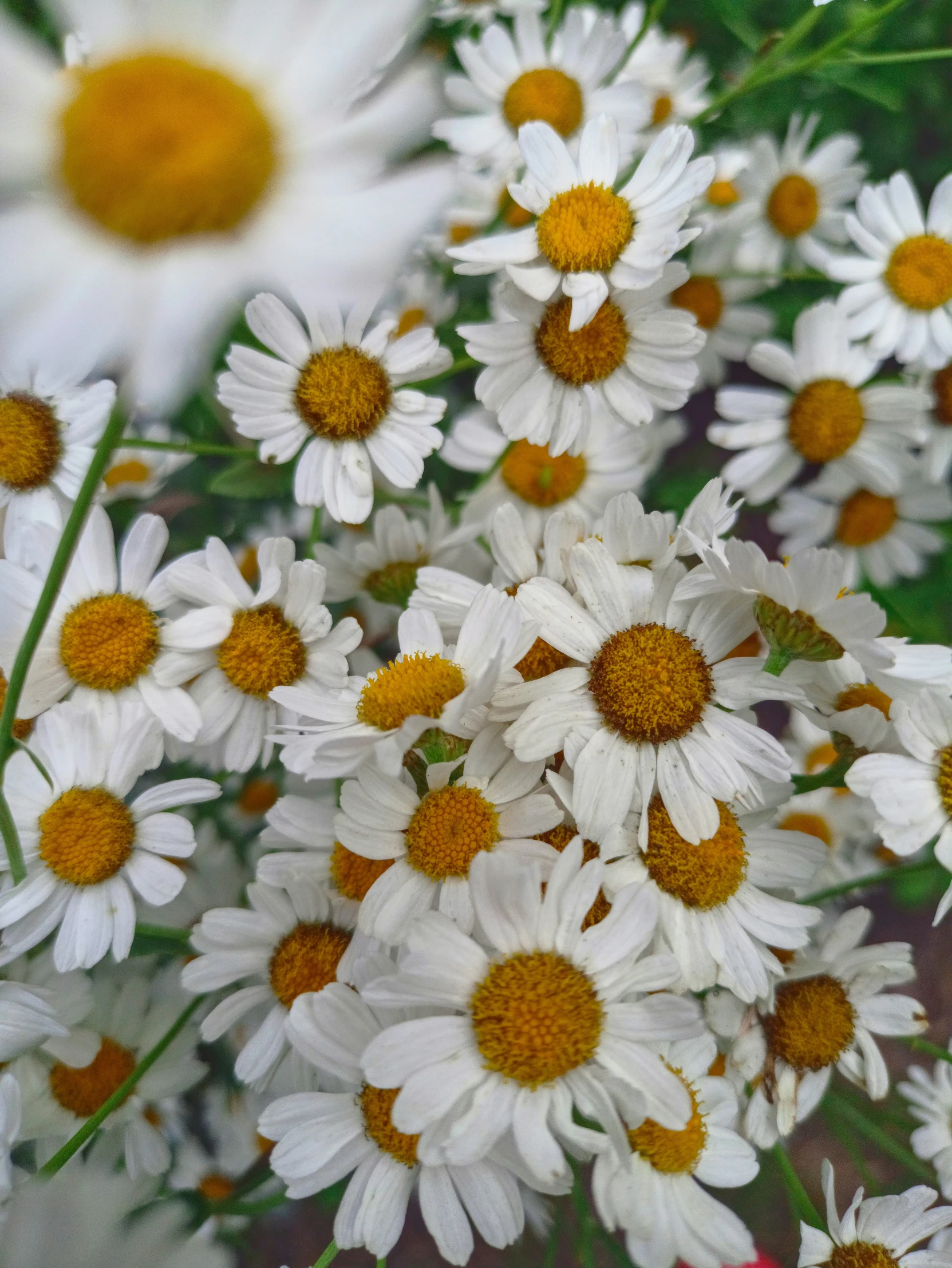 a bunch of white and yellow flowers that are close together