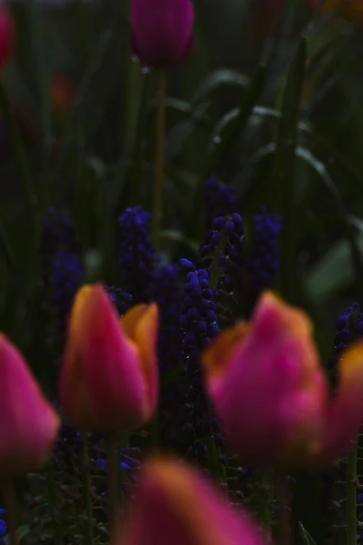 several pink tulips and blue flowers in the foreground