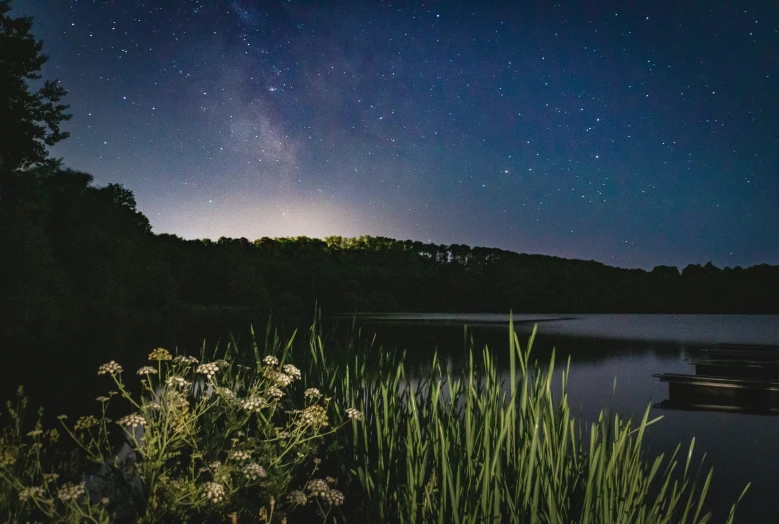 some plants in front of water and night sky