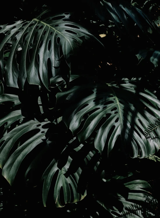 some green leaves in the dark near bushes