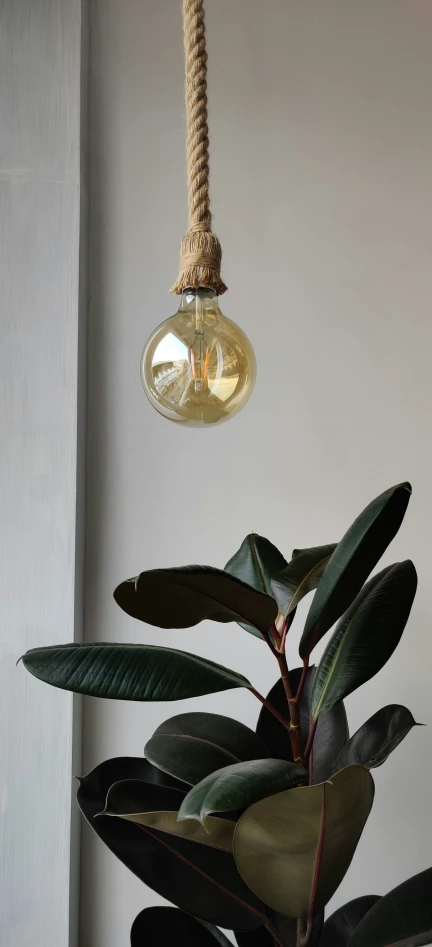 there is a light bulb hanging on the plant