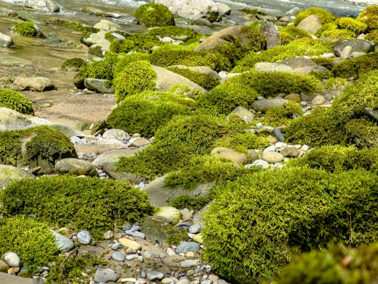 rocks, grass and water along a river bank