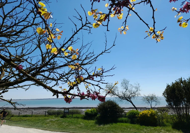 a bench and tree in front of the beach