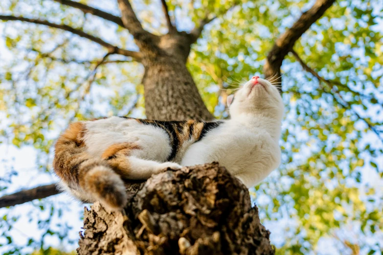 a cat that is perched on a tree