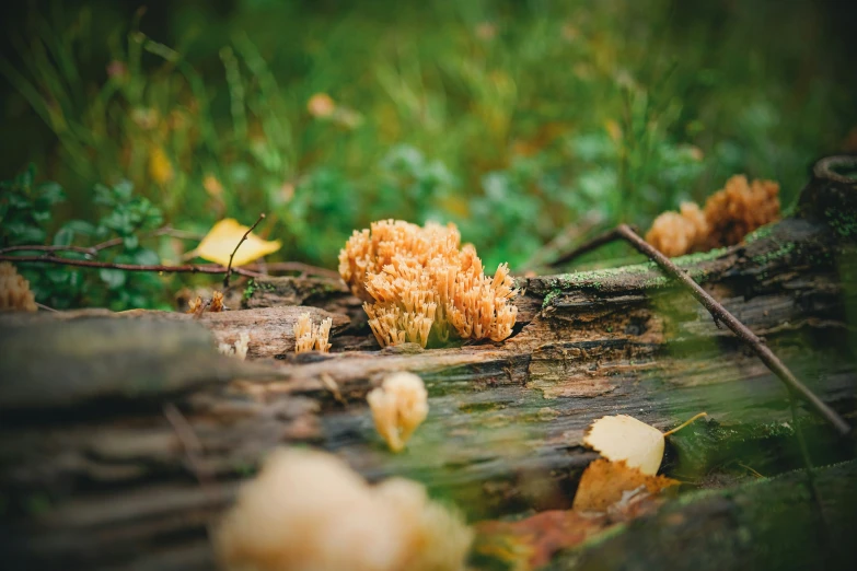 a bunch of leaves and a yellow flower on the ground