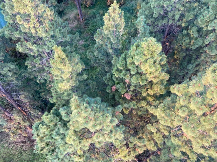 an aerial s of the trees in the woods