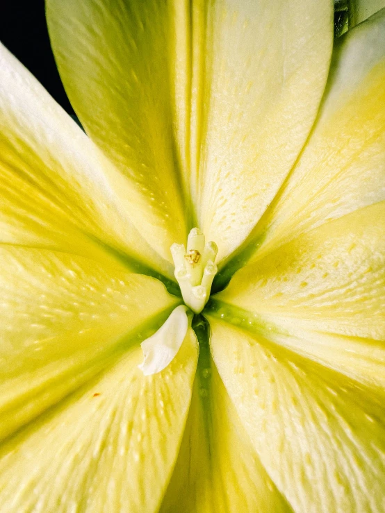 a yellow flower is shown in this picture