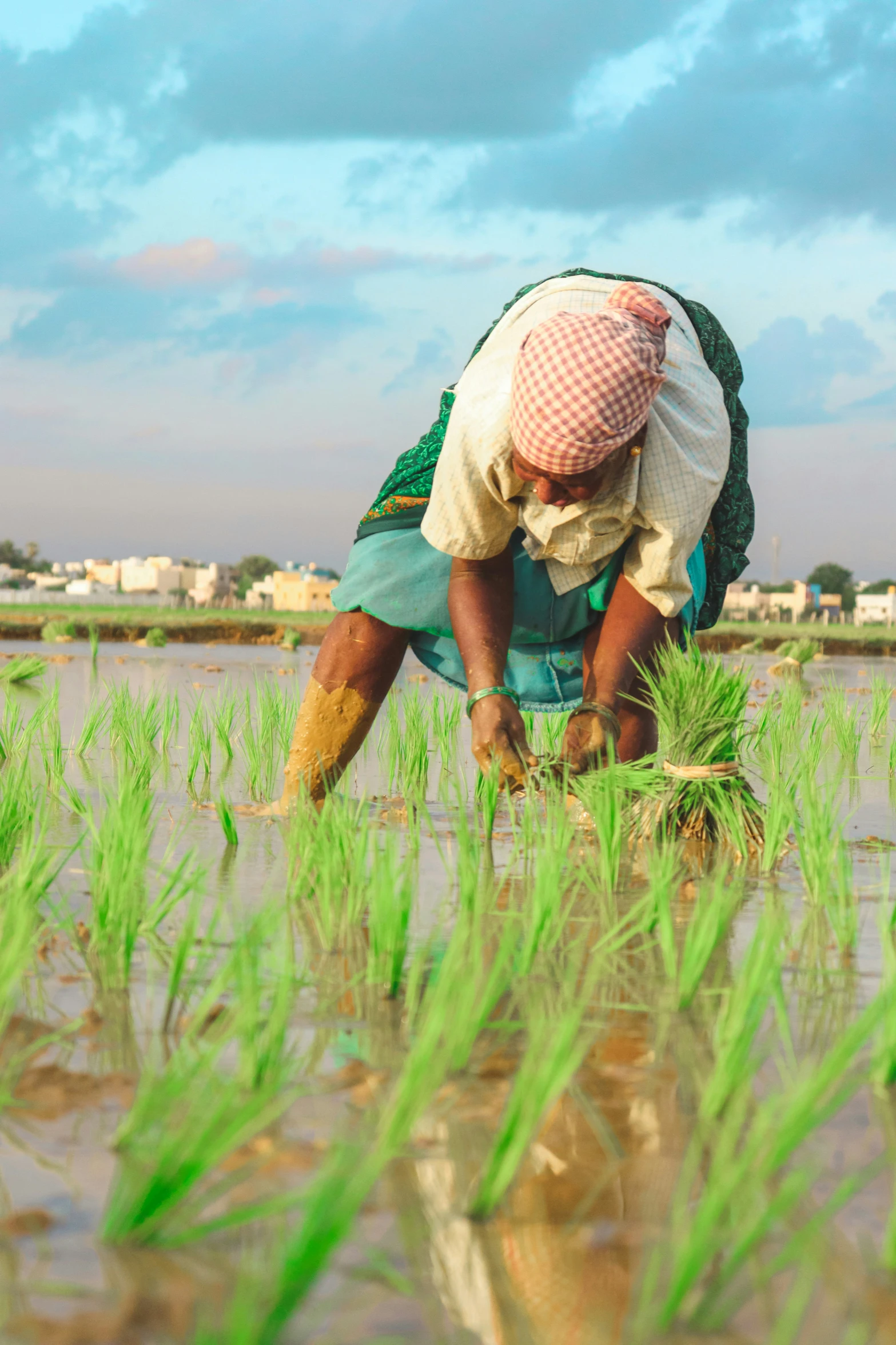 man standing in rice field in rice fields