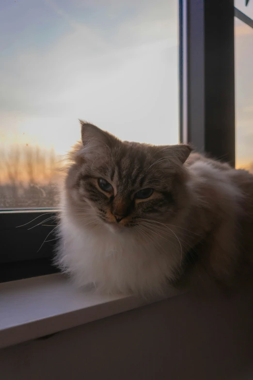 a cat staring out the window during sunset