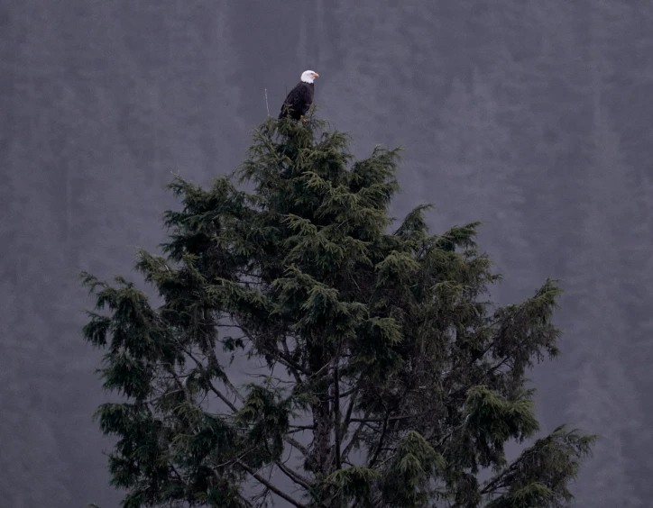 an eagle perched on top of a tree in the rain