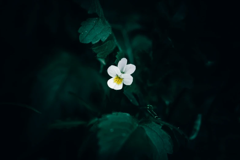 a single white flower with yellow and yellow in the middle