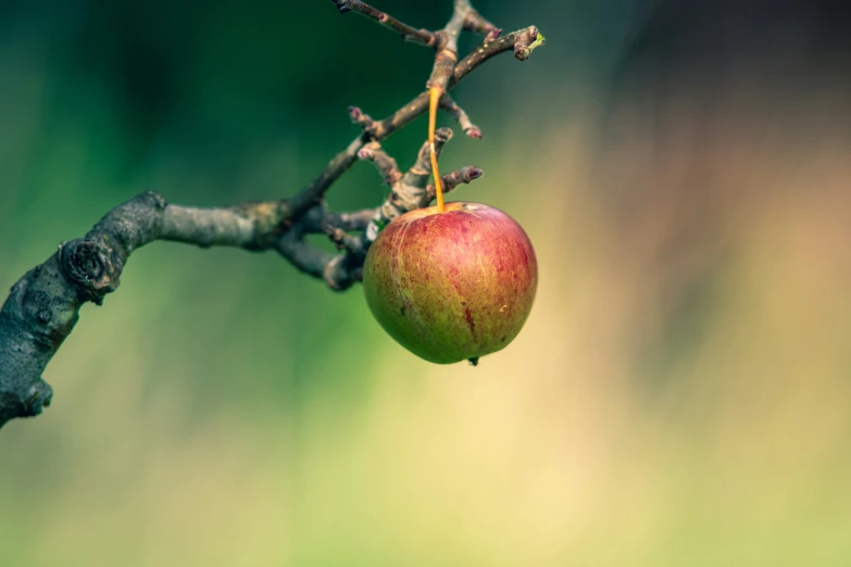 a rotten apple is still hanging from a nch