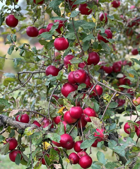 some ripe plums on the nches of a tree