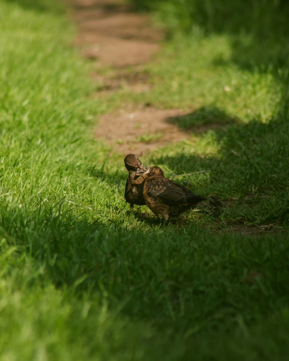 a small bird is sitting on the grass