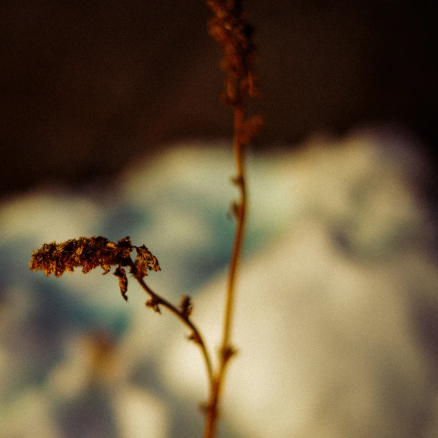 a close up of a tiny piece of plant