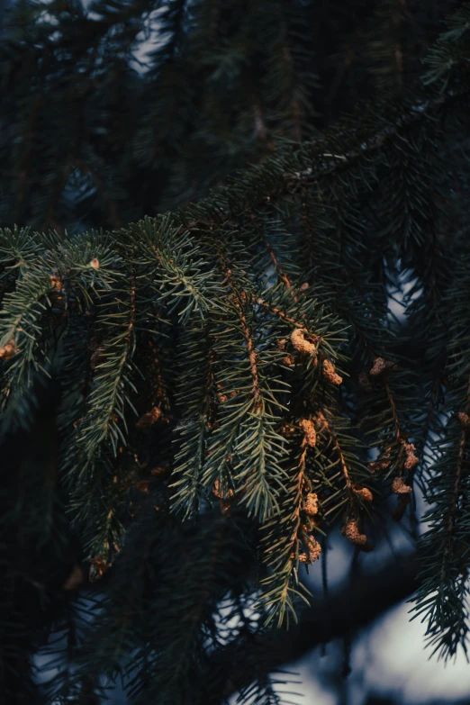 the nches of some pine trees are looking to their left