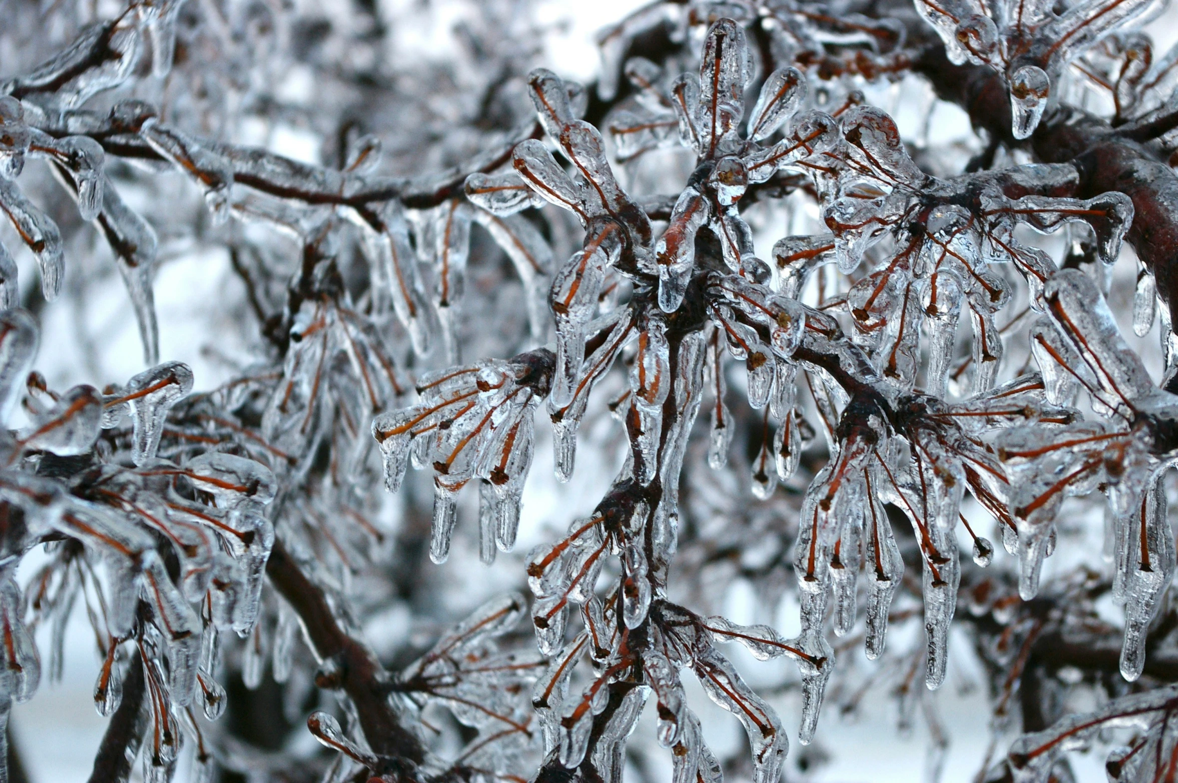 ice on the nches of a tree in winter