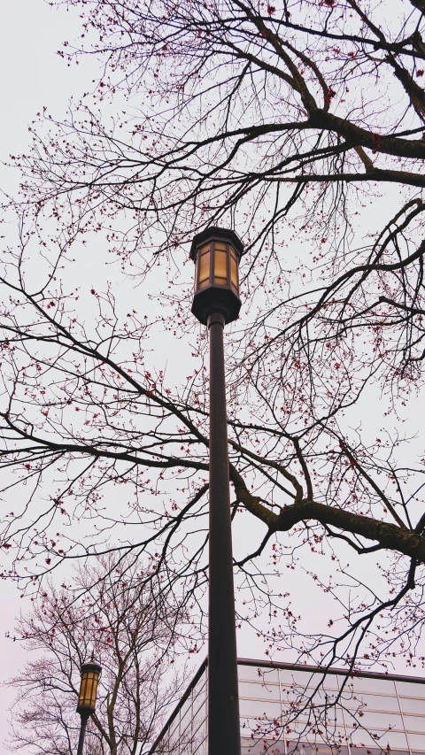 this is a lamppost next to trees in the fog