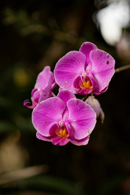 two flowers of purple are against the background