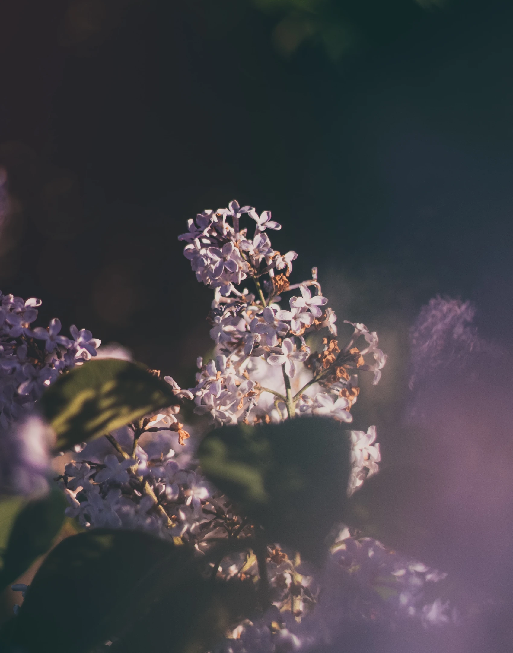 a flower in a bouquet in a dark room