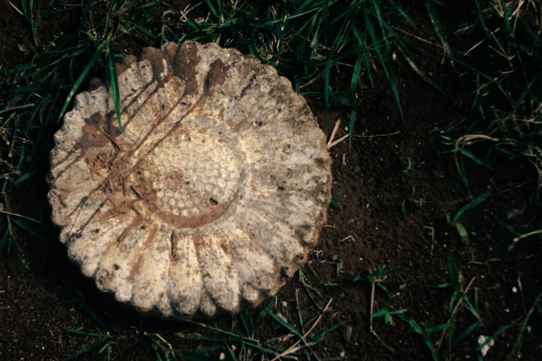 an old mushroom in the dirt in the grass