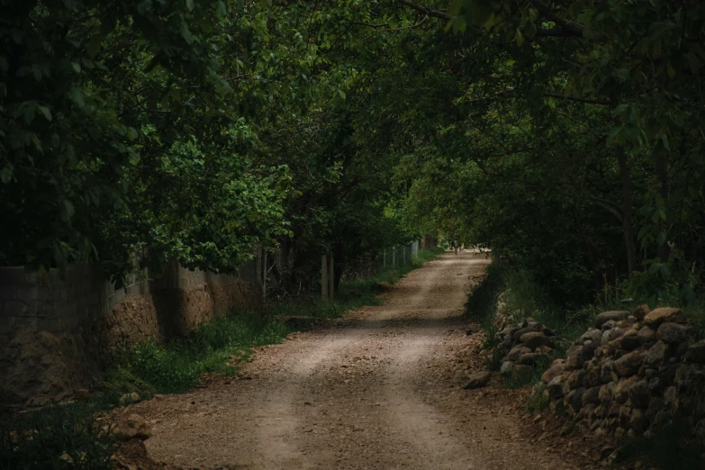 an animal crossing a dirt road surrounded by trees