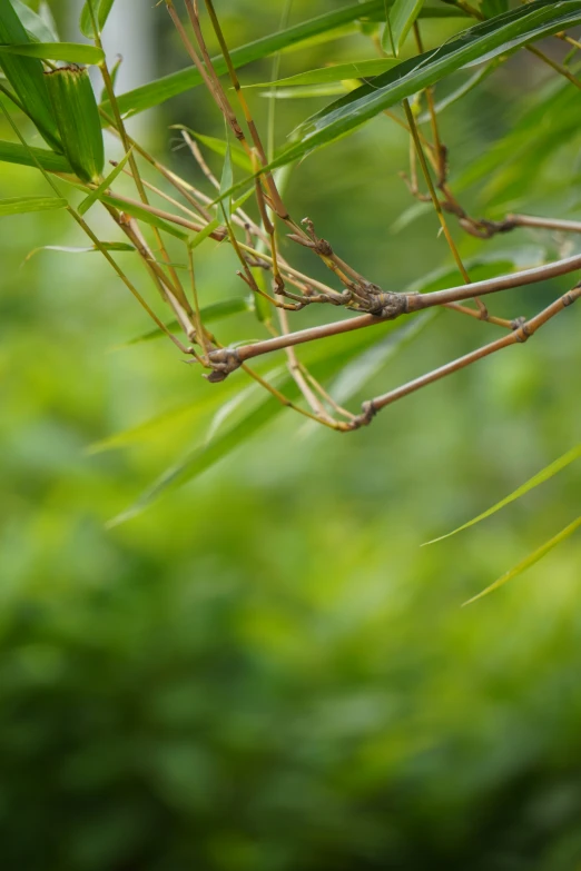 an animal sitting on the nch of a tree