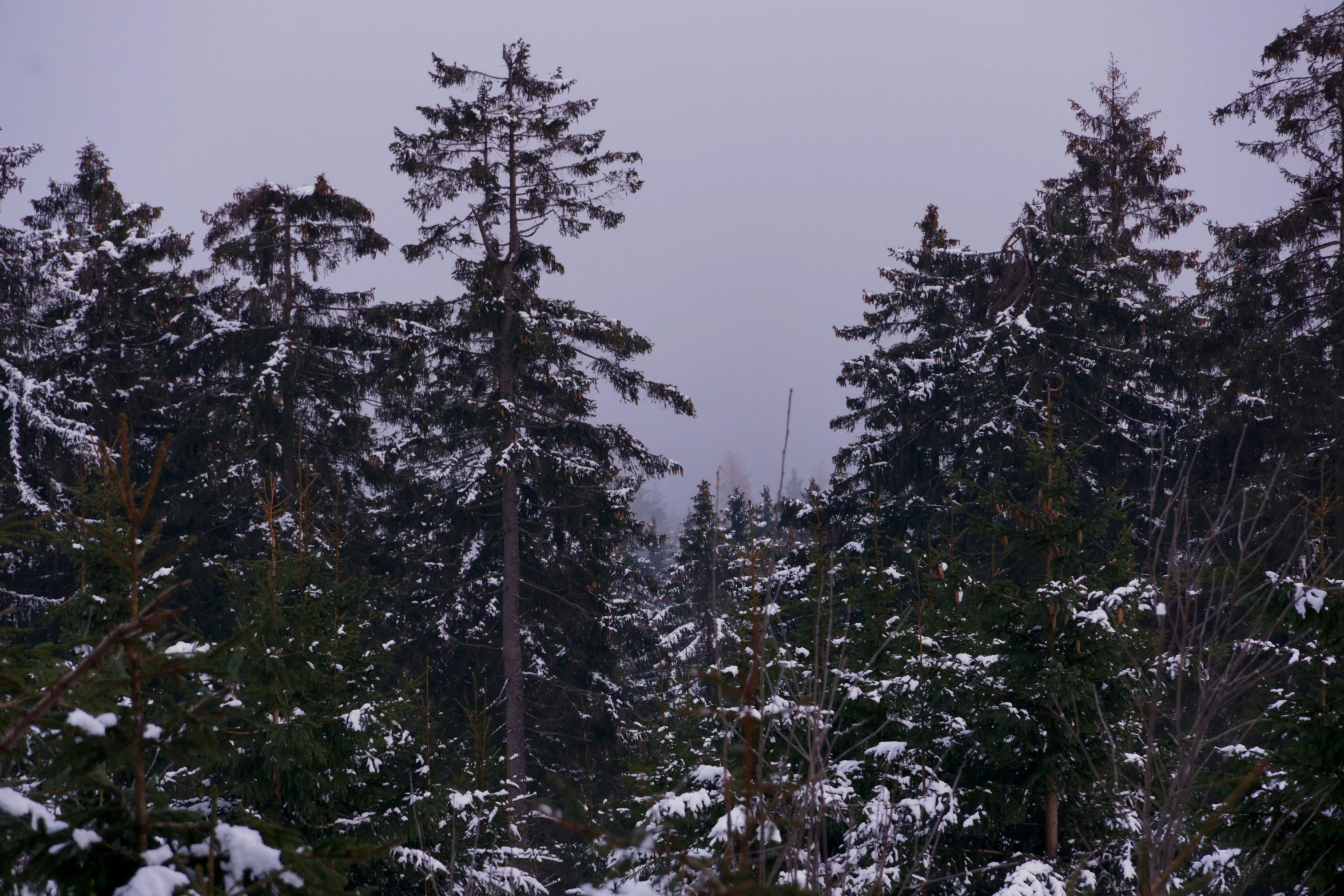 the pine trees are covered in a snow filled blanket