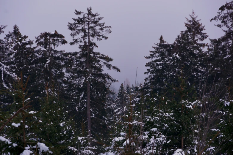 the pine trees are covered in a snow filled blanket