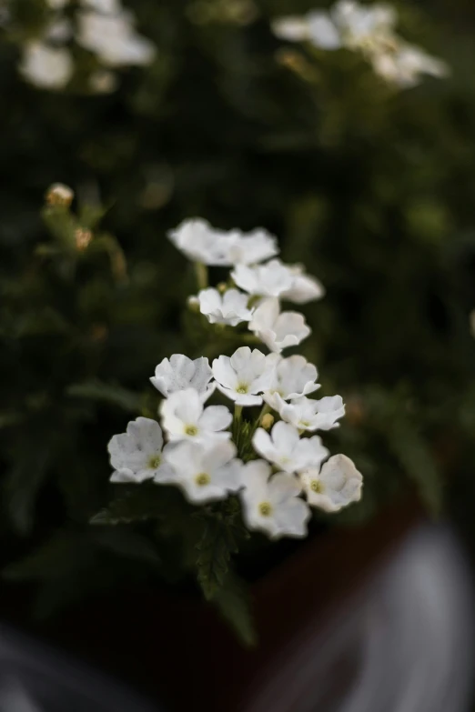 some white flowers in a pot on a shelf