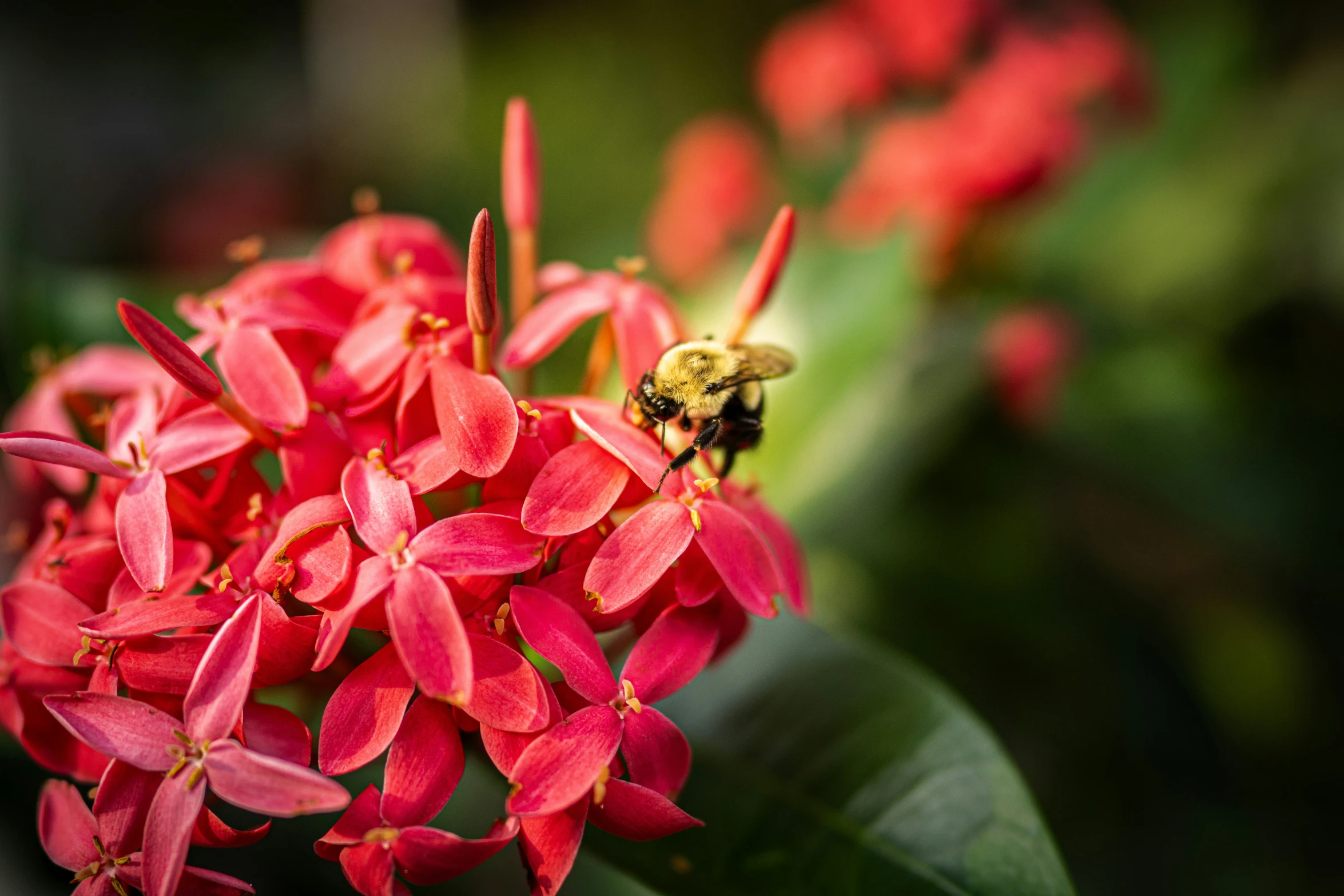 a yellow bee is on a red flower