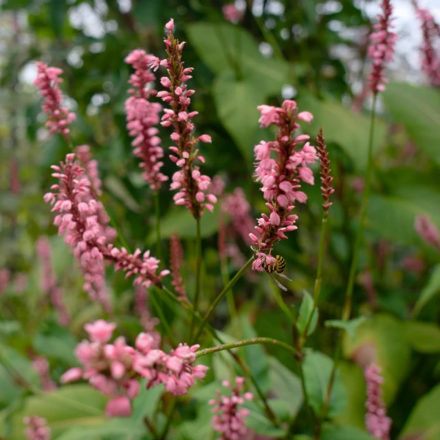 a close up of some pink flowers near green bushes