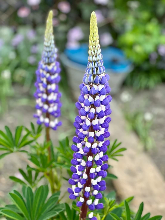 there is a flower that is purple and white