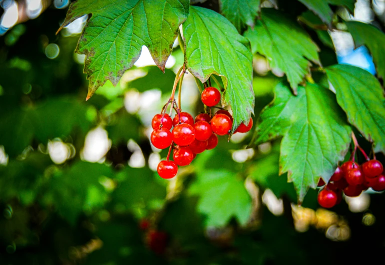 some red berries on the nch of a tree