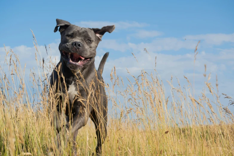 a black dog running across the tall grass