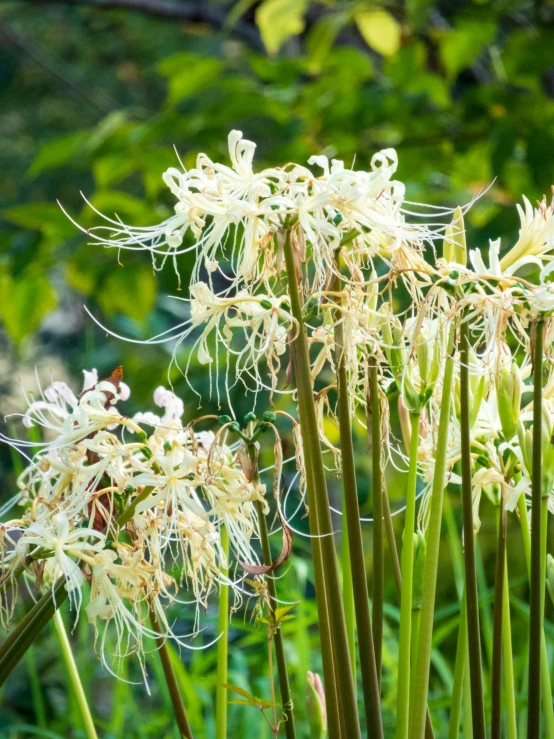 two white flowers are on the stems