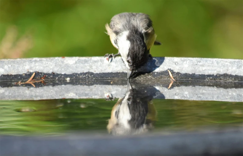 there is a bird perched on the edge of a metal object