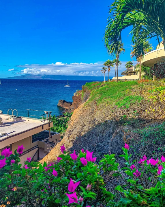 colorful flowers grow near the edge of a cliff on the ocean