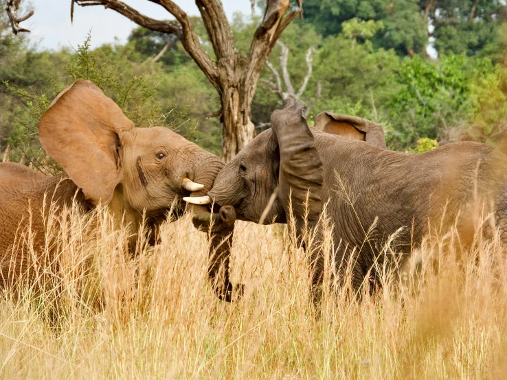 two elephants fight over some brush in the wilderness