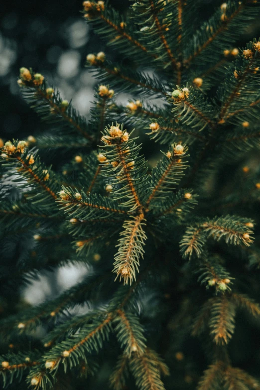 a close - up s of some small pine cones on the needles of a fir tree