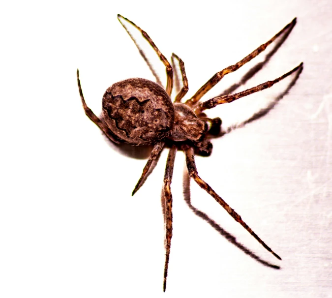 a large brown spider sitting on top of a white wall