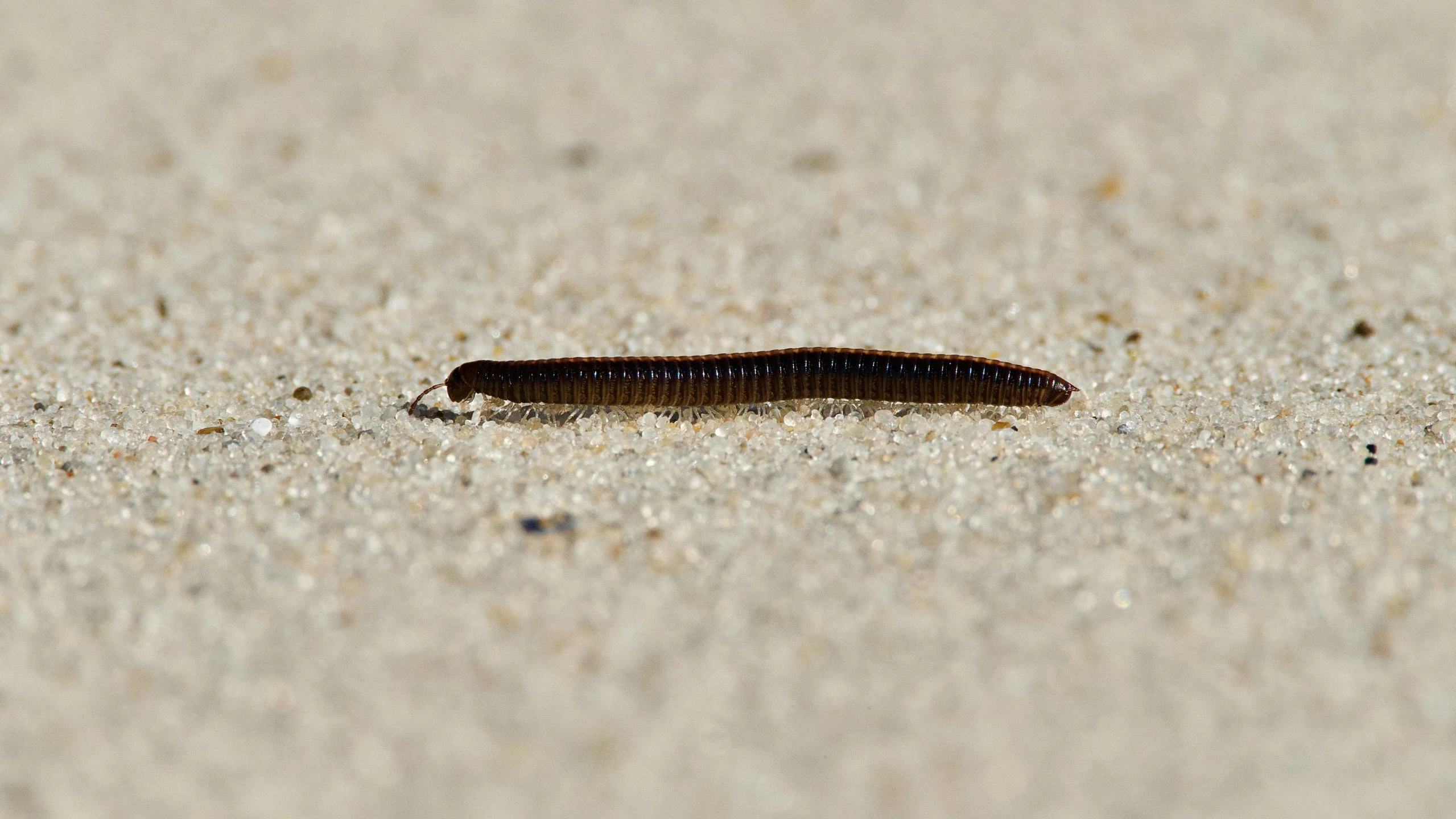 a black and brown insect laying on sand