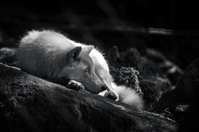 the long - legged dog is resting on the rock