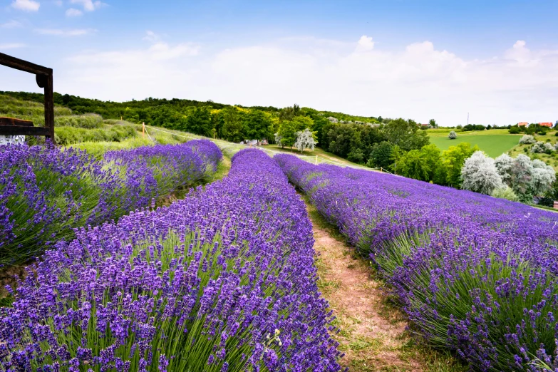 a scenic lavender field with a dirt trail running down the side of it