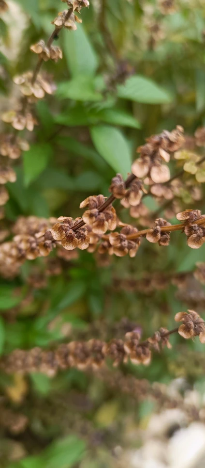 small flowers are blooming from brown stems