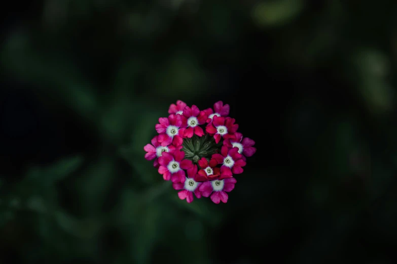 a small bunch of pink and white flowers