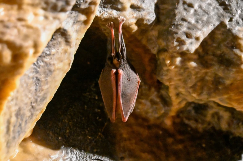 a brown bat hanging upside down from the side of a rock